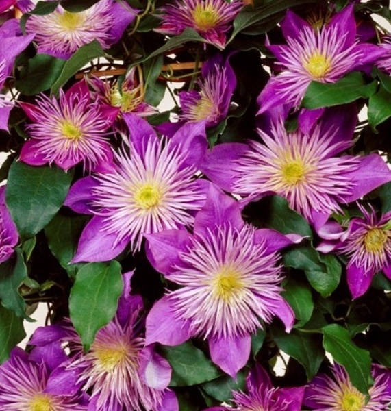 Clematis Crystal Fountain™