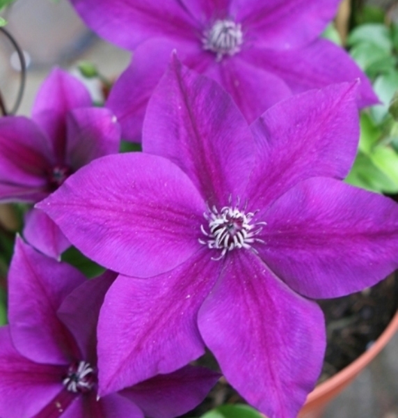 Clematis Masa ™