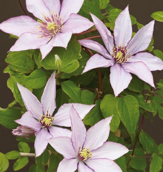 Clematis Samaritan Jo™