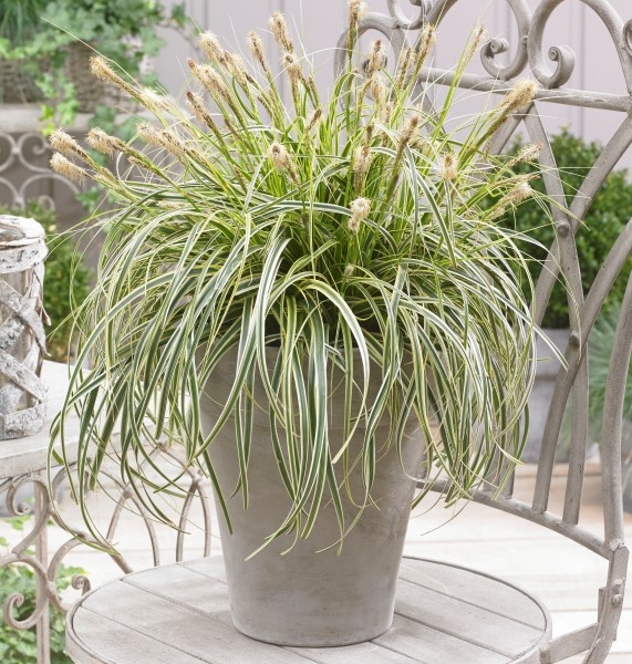 Carex Feather Falls®