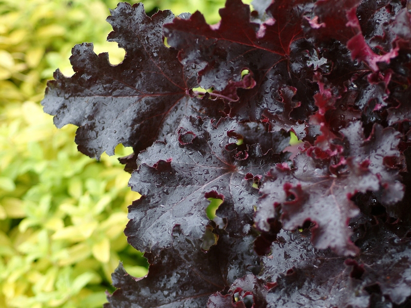 Heuchera Black Beauty