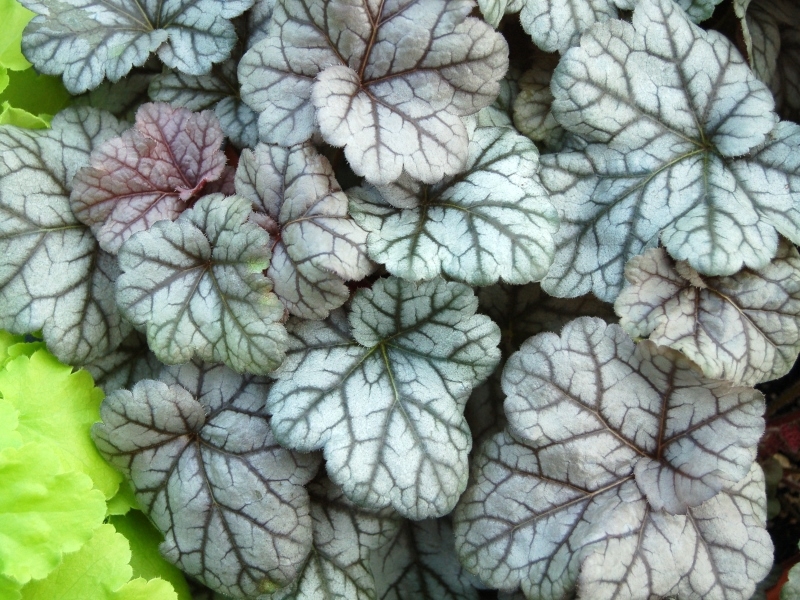 Heuchera Cinnabar Silver