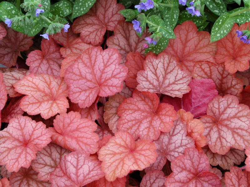 Heuchera Georgia Peach