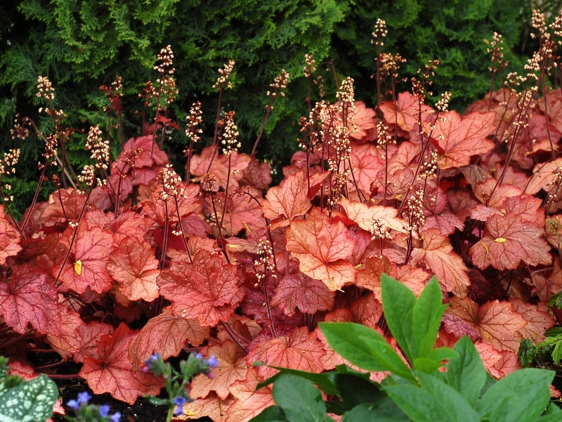 Heuchera Georgia Peach