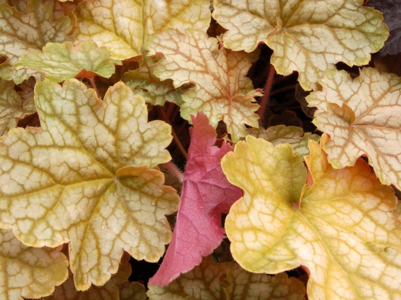 Heuchera Ginger Ale