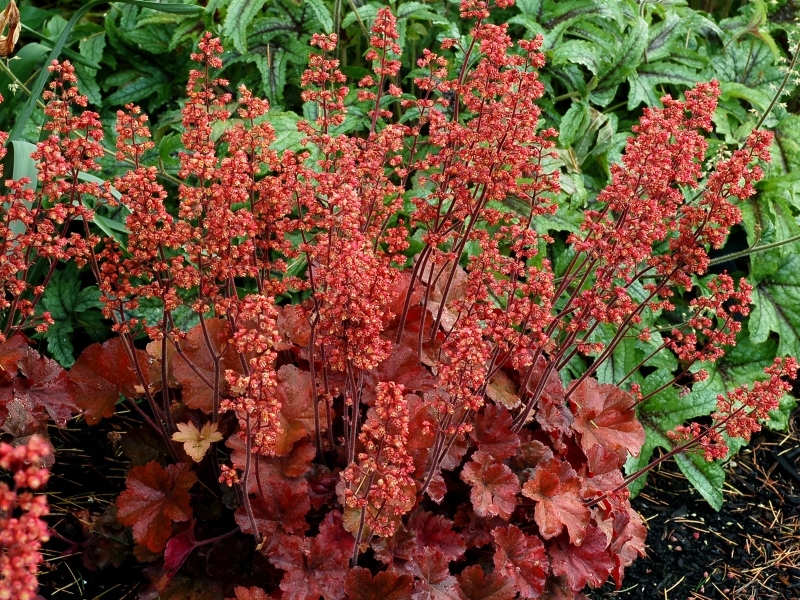 Heuchera Cherry Cola