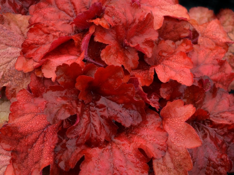 Heuchera Fire Alarm