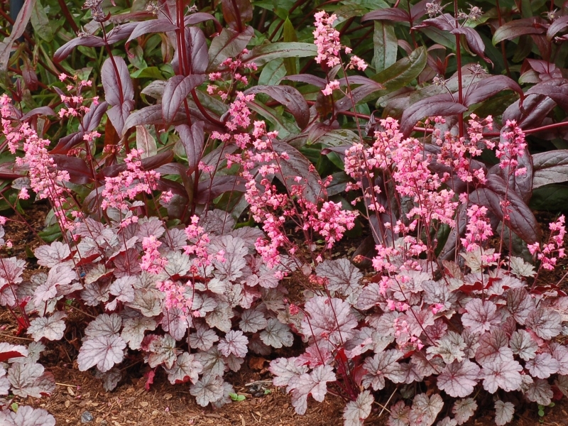 Heuchera Milan