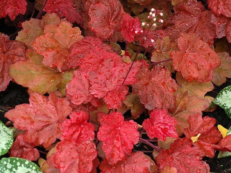 Heuchera Autumn Leaves