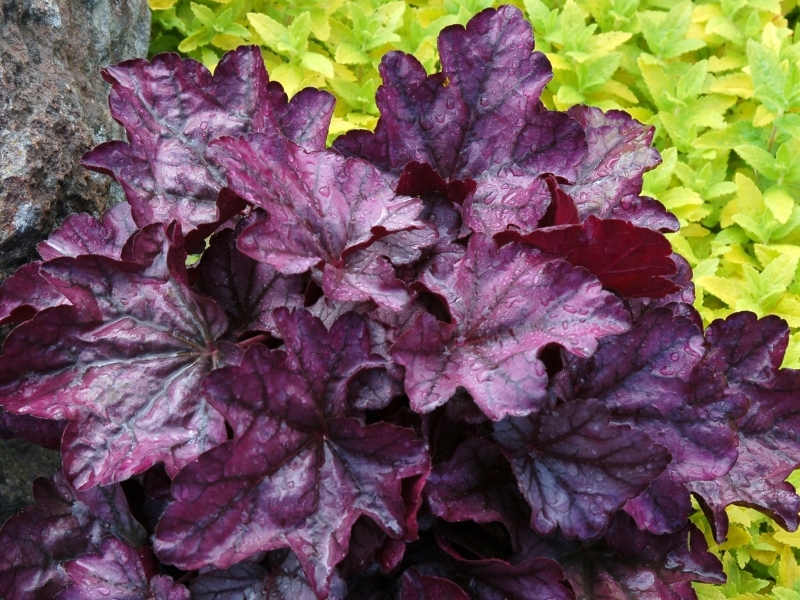 Heuchera Plum Royale