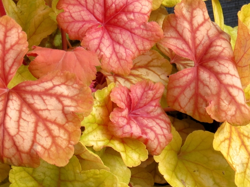 Heuchera Champagne