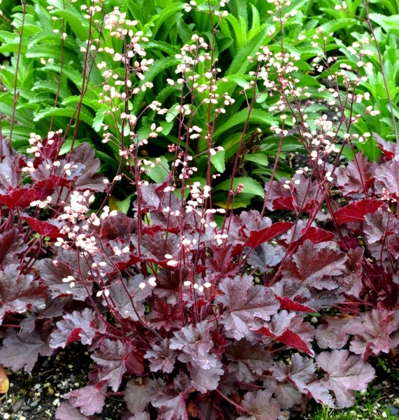 Heuchera Coco