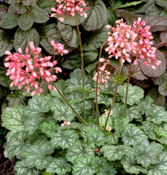 Heuchera Peppermint