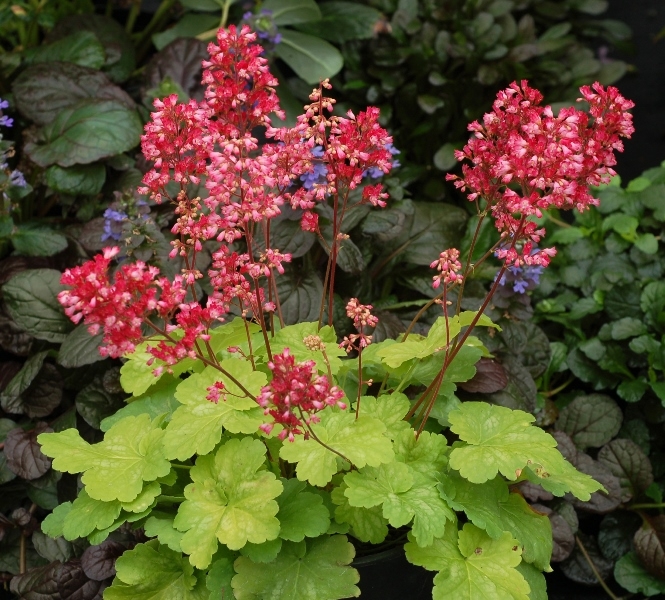 Heuchera Sweet Tart