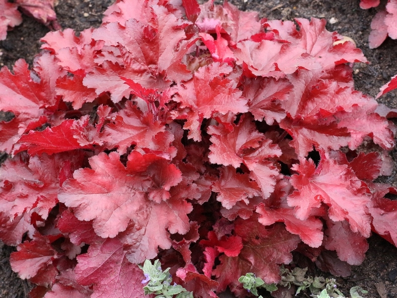 Heuchera FOREVER® Red