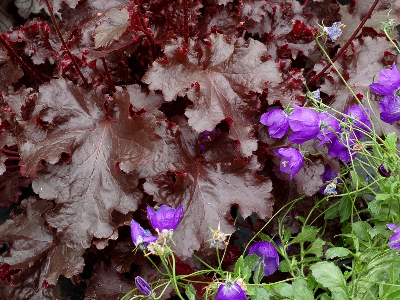 Heuchera Black Beauty