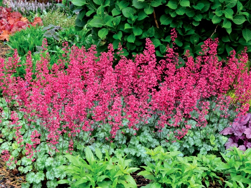 Heuchera Paris