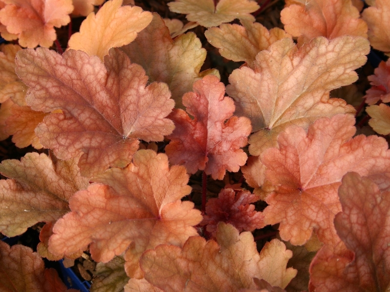 Heuchera Peach Flambe