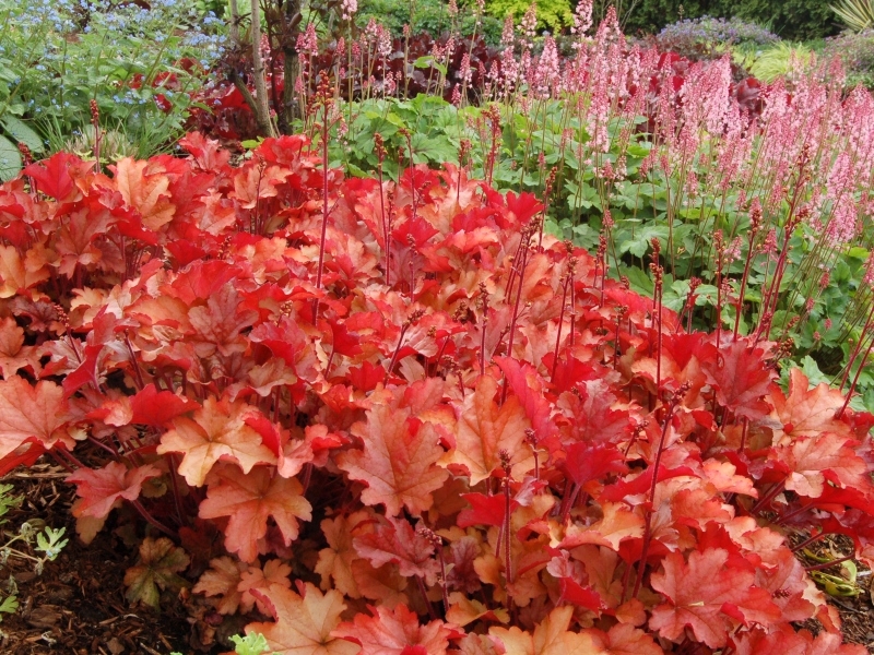 Heuchera Peach Flambe