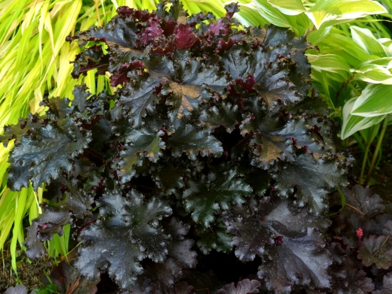 Heuchera Black Taffeta