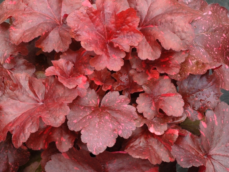 Heuchera Galaxy