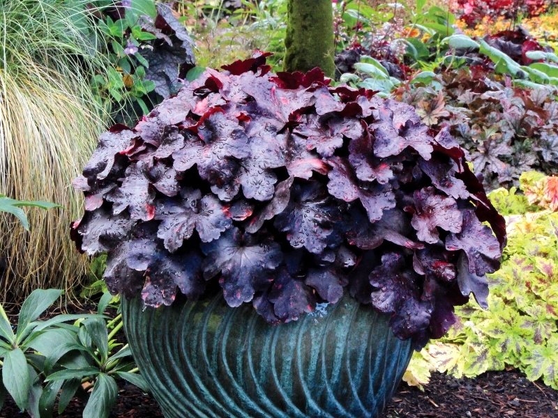 Heuchera Galaxy