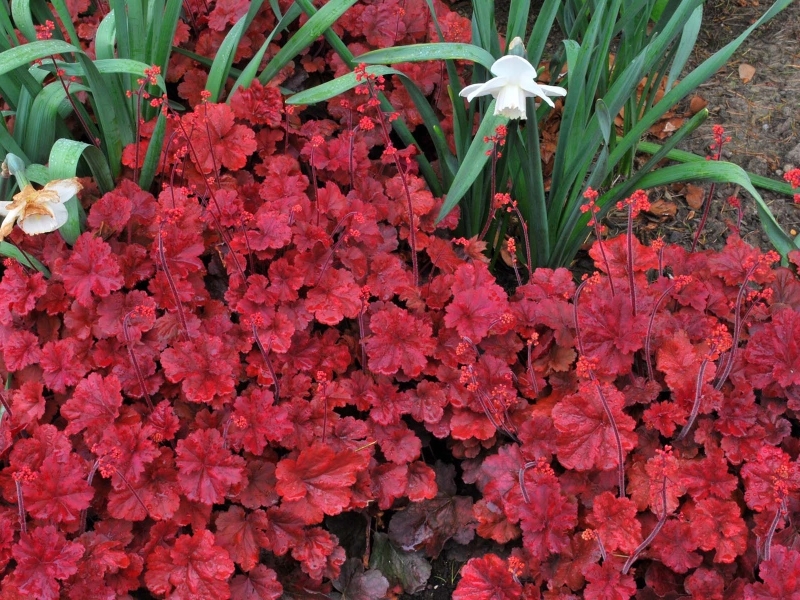 Heuchera Cherry Cola