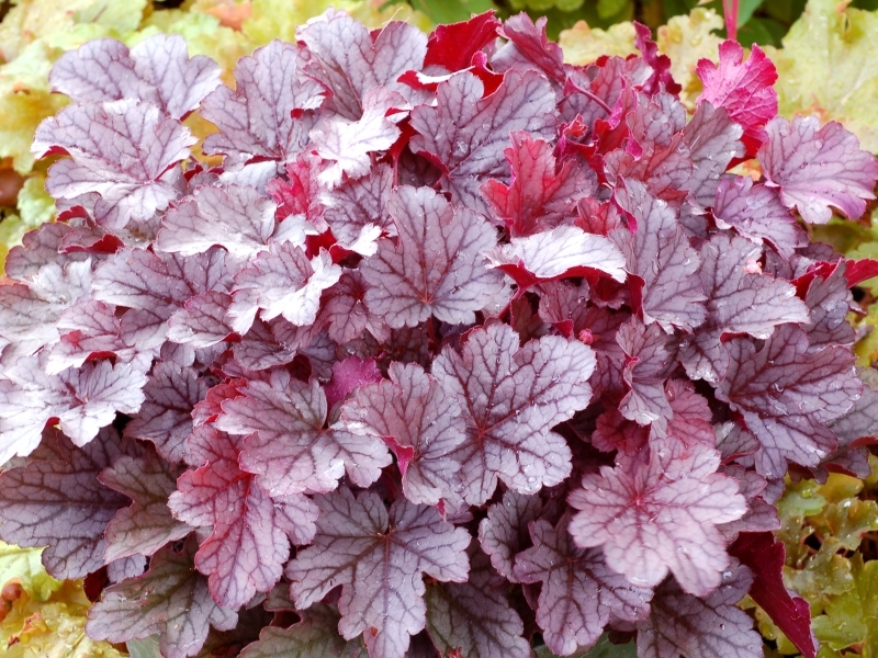 Heuchera Milan