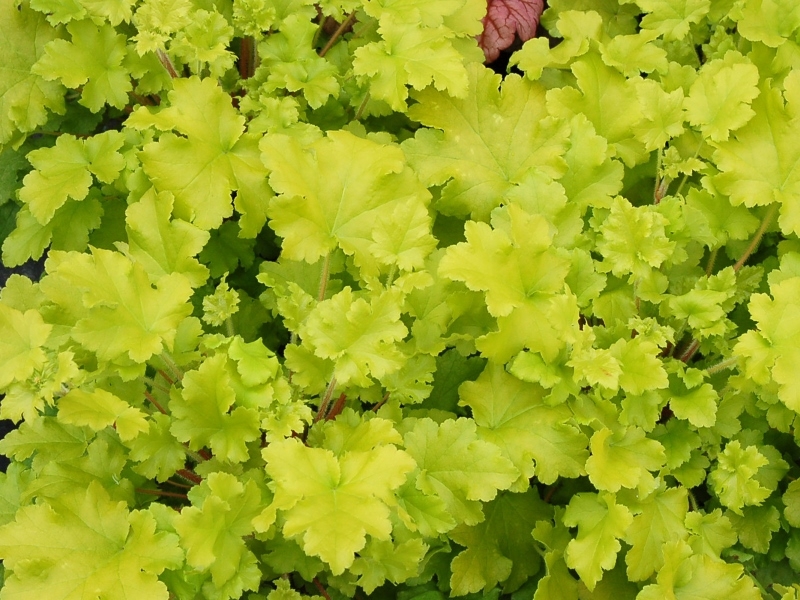 Heuchera Lime Marmalade