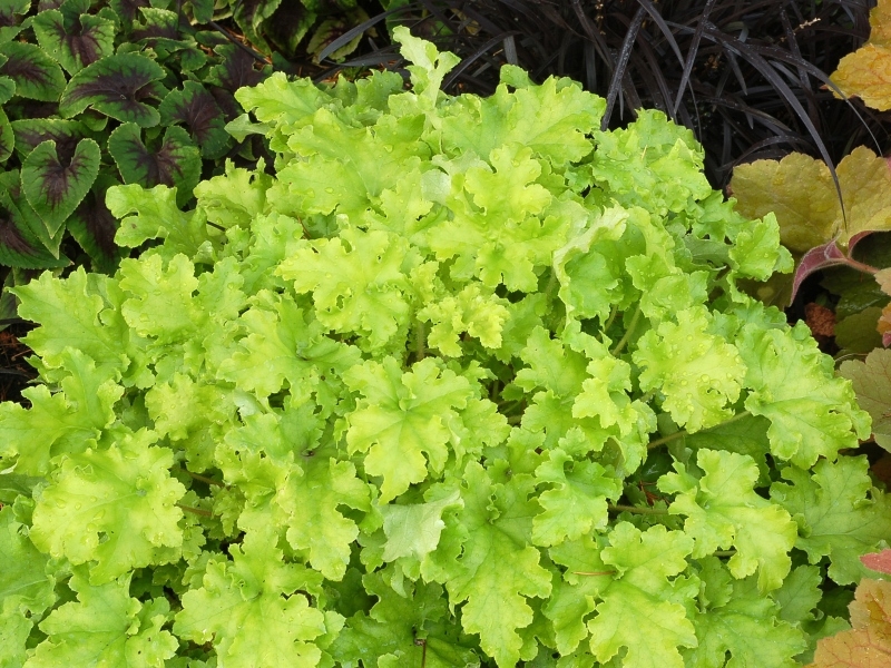 Heuchera Lime Marmalade