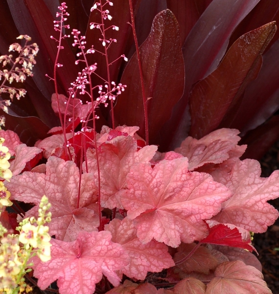 Heuchera Autumn Leaves