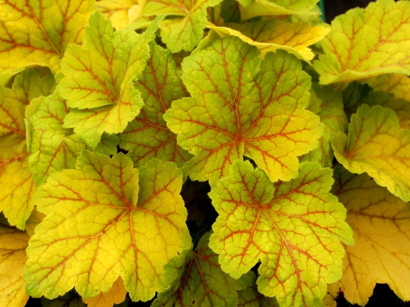 Heuchera Electra