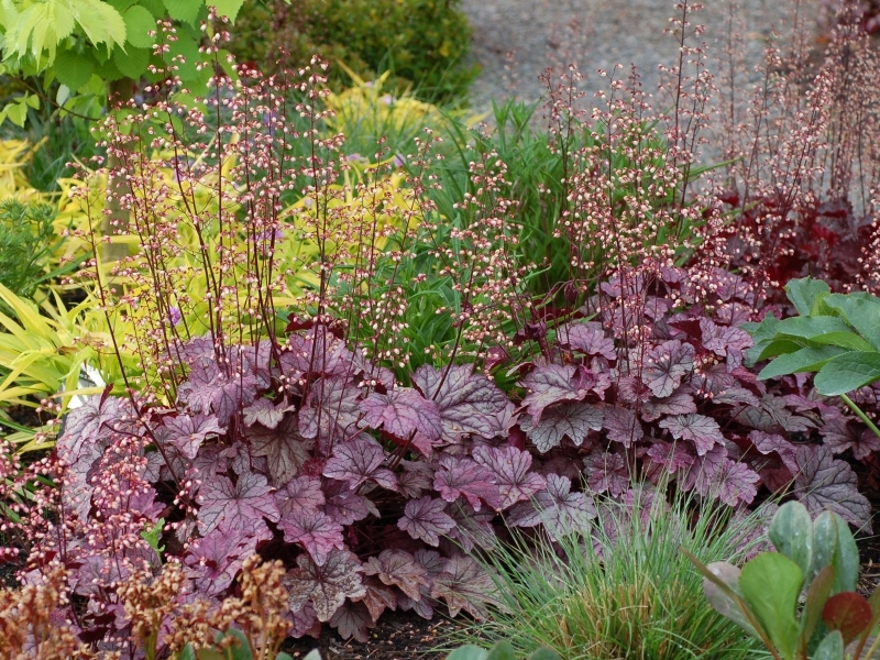 Heuchera Plum Royale