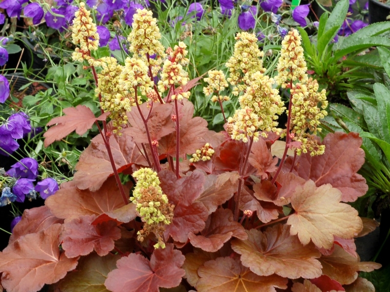 Heuchera LITTLE CUTIES® Blondie