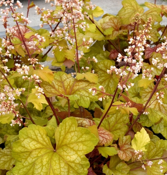 Heuchera Champagne