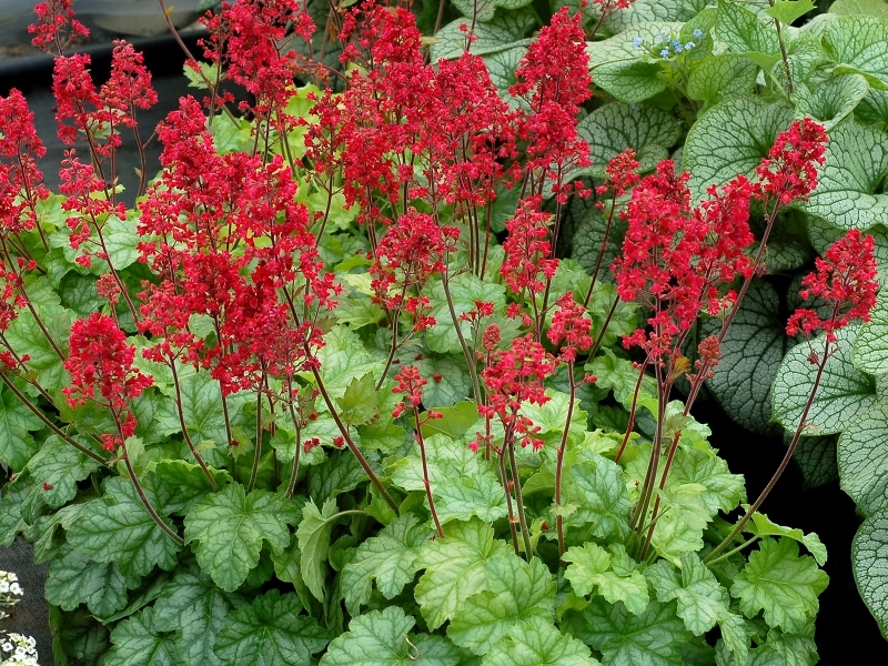 Heuchera Tokyo