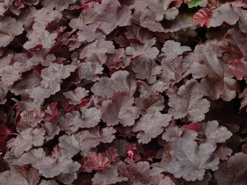 Heuchera LITTLE CUTIES® Coco