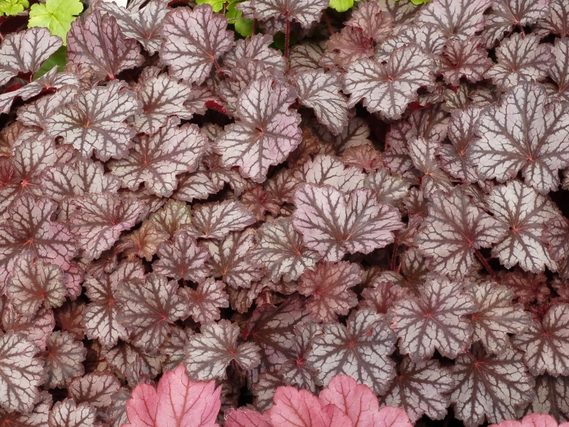 Heuchera LITTLE CUTIES® Frost