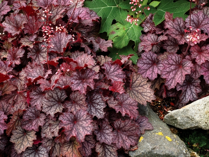 Heuchera Frost