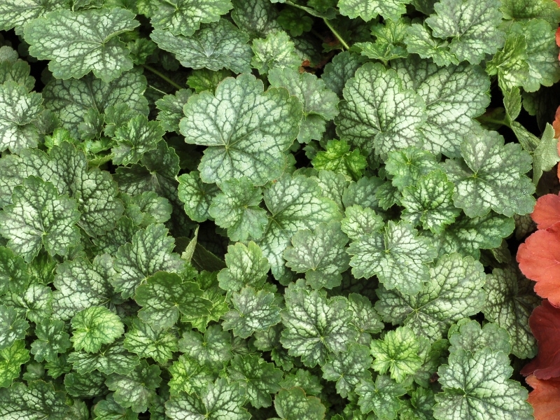 Heuchera LITTLE CUTIES® Peppermint