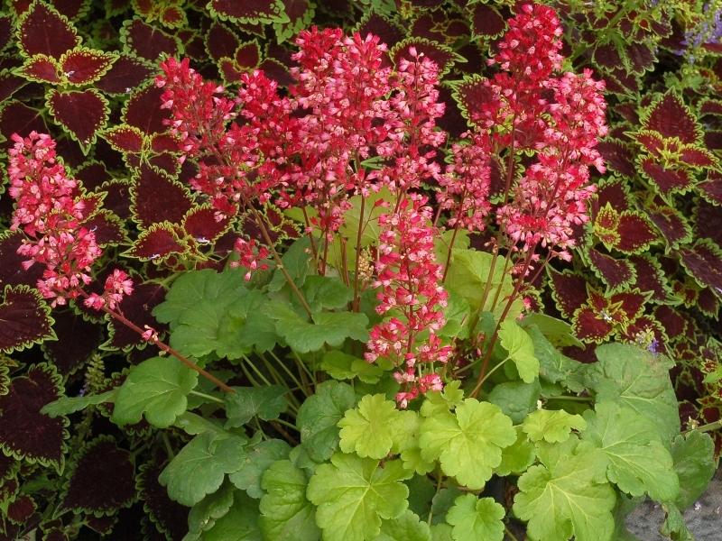 Heuchera LITTLE CUTIES® Sweet Tart