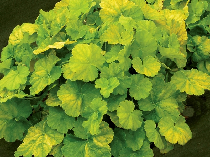 Heuchera NORTHERN EXPOSURE™ Lime