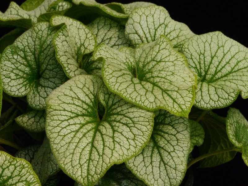 Brunnera ALCHEMY™ Pewter