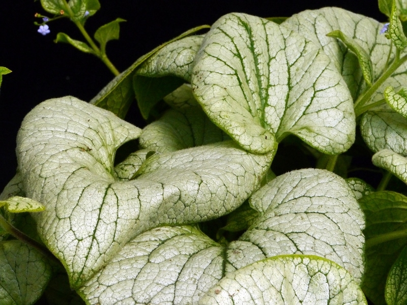 Brunnera ALCHEMY™ Silver