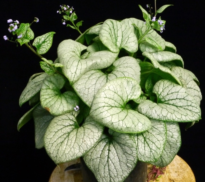 Brunnera ALCHEMY™ Silver