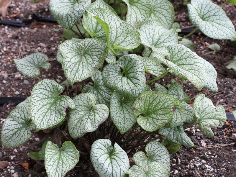 Brunnera ALCHEMY™ Pewter