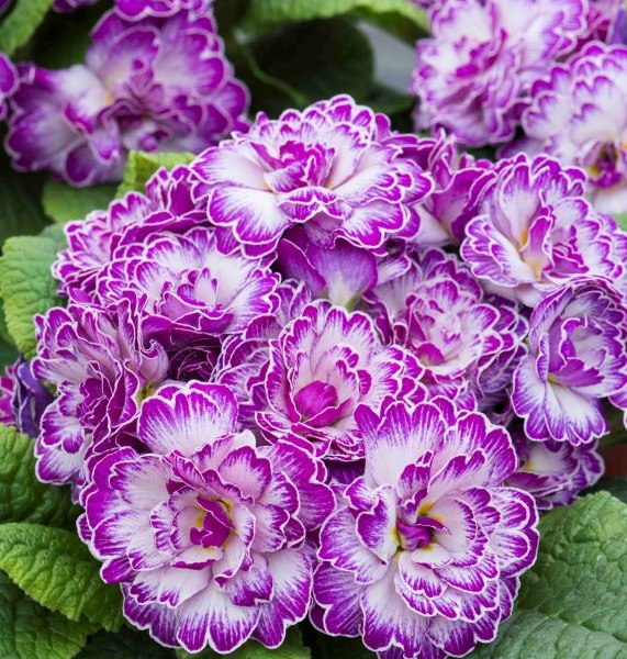 Primula Belarina Lively Lilac