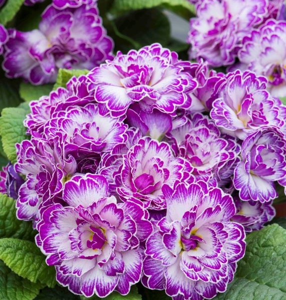 Primula Belarina Lively Lilac