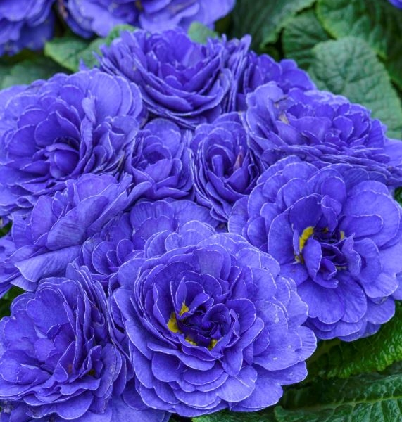 Primula Prima Belarina Blue Champion