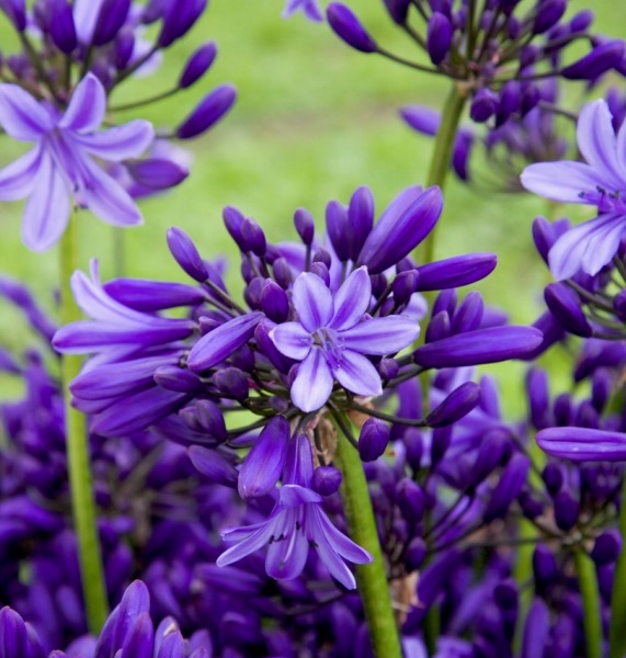 Agapanthus Pretty Heidy®